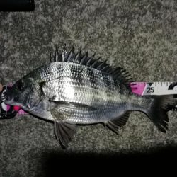 南港へち釣行 （2020/02/24 南港ヘチ釣り　キビレチヌ（31cm）ガシラ 釣果有り）