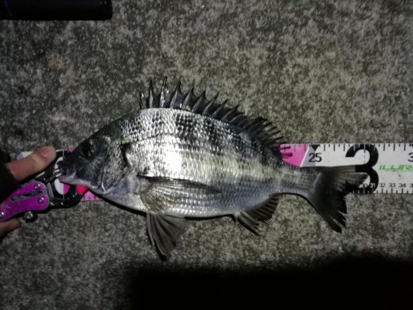 南港へち釣行 （2020/02/24 南港…