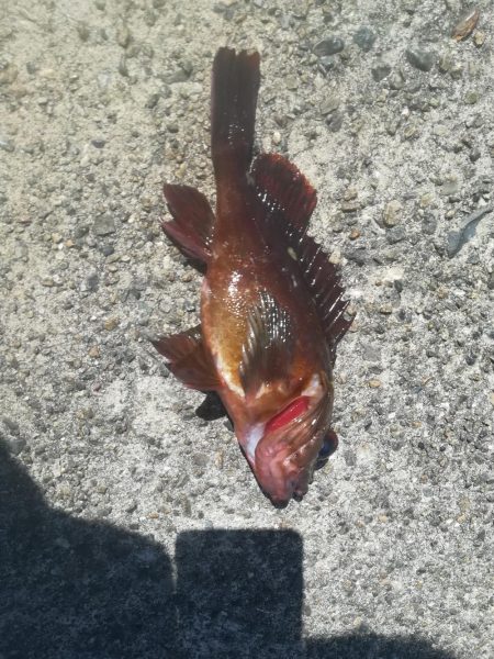 泉佐野　穴釣り