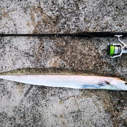 久しぶりにナイスサイズ釣れました