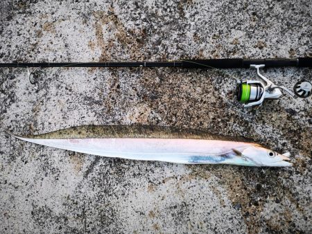 久しぶりにナイスサイズ釣れました