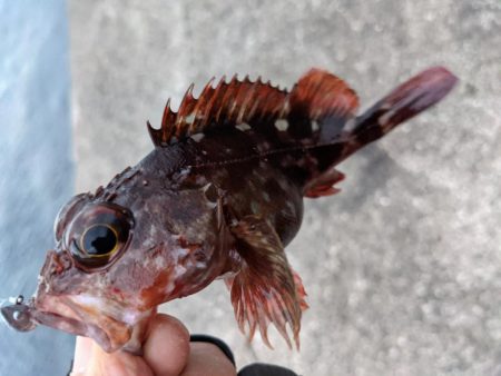 渋い中ポツポツと