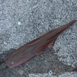 混雑の中小堤防で