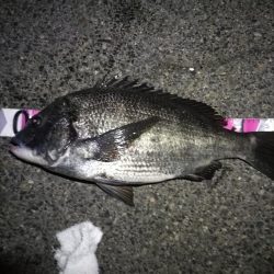 南港へち釣行 （2020/02/29 うるう年の南港ヘチ釣り 歳無し！真チヌ52.5cm　ガシラ 釣果有り）