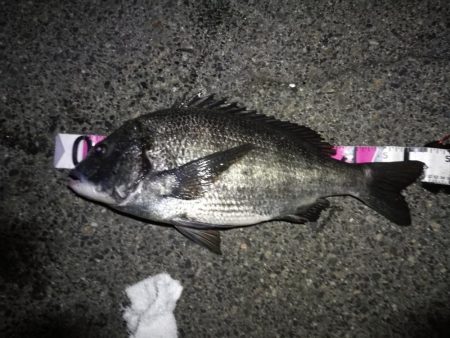 南港へち釣行 （2020/02/29 うる…