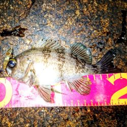 メバルプラッキング