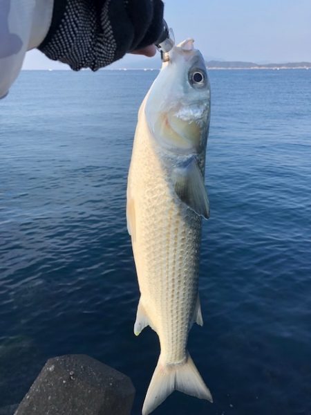 青物はどこ行った？