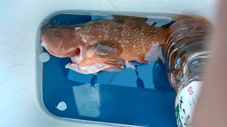 小型和船からのSLJ！ジャックアイグロッキ…