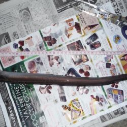 あなぁ～～～ご