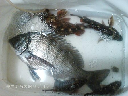 乗っ込みの気配