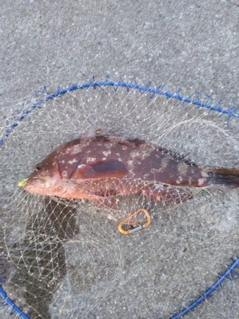 アコウ５０ｃｍとシーバス