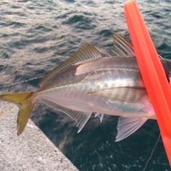 夕まずめにアジング