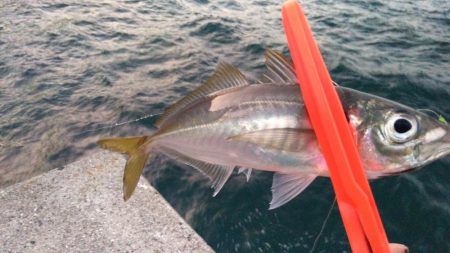 夕まずめにアジング