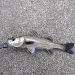 ライトタックルでシーバス