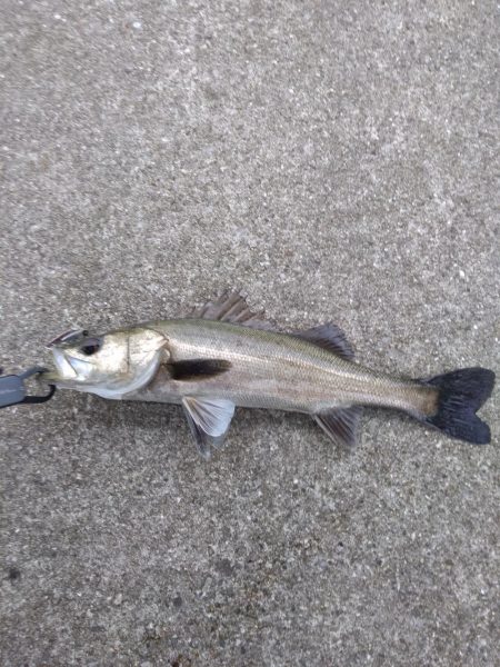 ライトタックルでシーバス