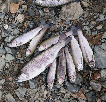 楽しいニジマス釣り