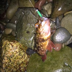 アジングからのガシリング