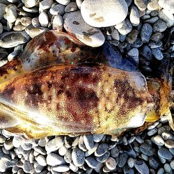 久しぶりにアオリイカでした!!