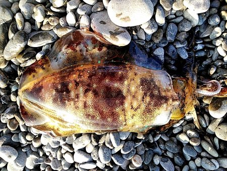 久しぶりにアオリイカでした!!