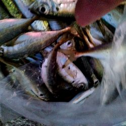 サビキで　小あじ３１匹釣れました！！