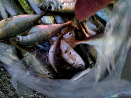 サビキで　小あじ３１匹釣れました！！