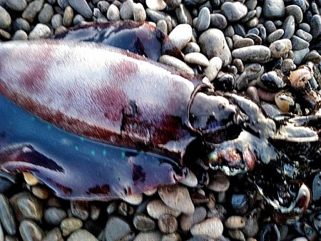 久しぶりのアオリイカでした！！