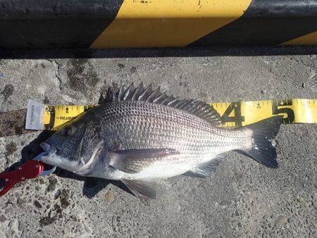 年無しチヌ含めて二桁