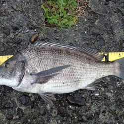 メイタサイズから年無しサイズまで