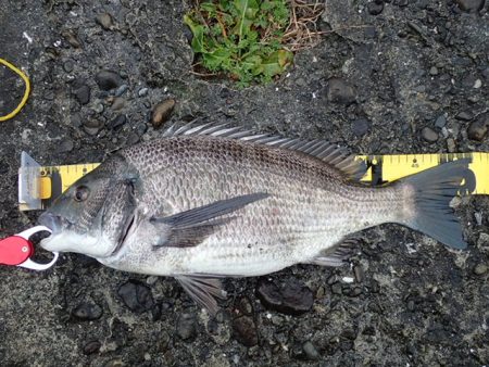 メイタサイズから年無しサイズまで