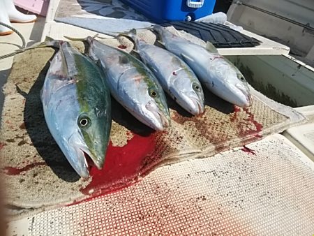 大物釣果速報！●光義丸：平戸市早福港