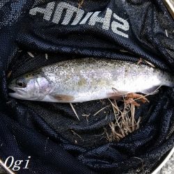 小柿渓谷でアマゴ&ニジマス！