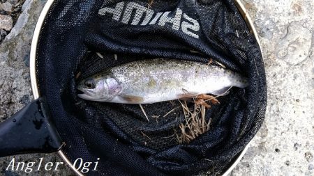 小柿渓谷でアマゴ&ニジマス！