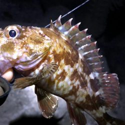 メバルはどこへ？？？