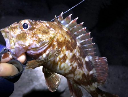 メバルはどこへ？？？