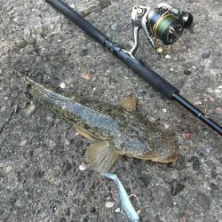 安定のコチさん