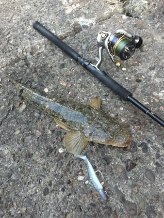 安定のコチさん