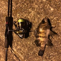 メバリング楽しい