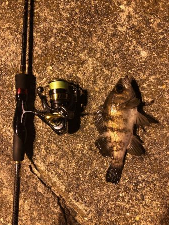 メバリング楽しい