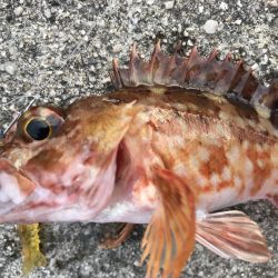 京都ラスト釣り