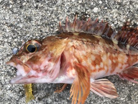 京都ラスト釣り
