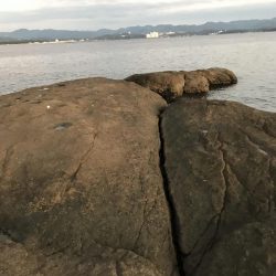 冬の和歌山南紀でエギング、アオリイカ釣果