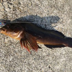 大潮は釣れますね！