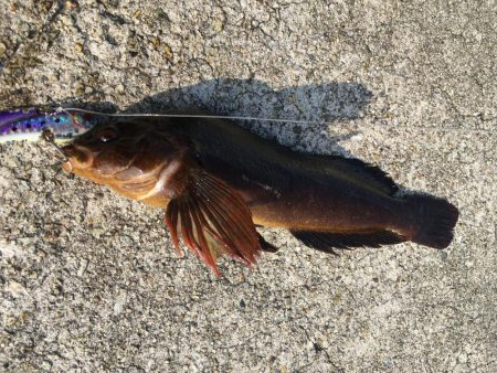 大潮は釣れますね！