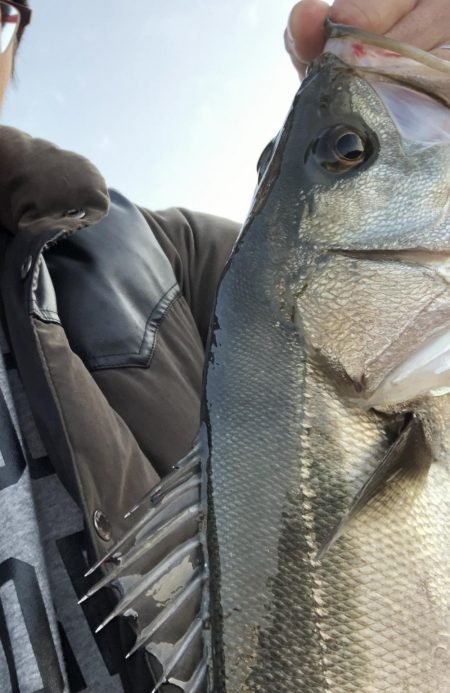 エビでハネを釣る
