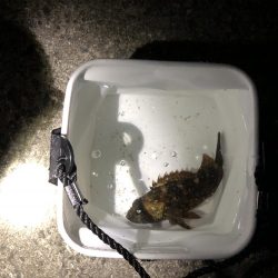 アオイソメでメバル狙い