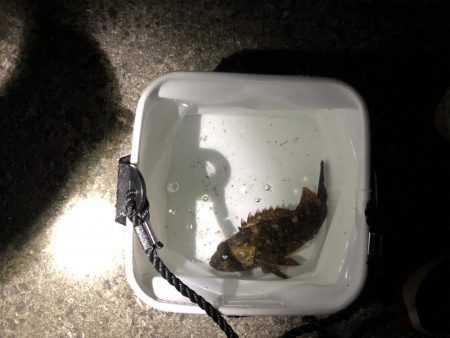 アオイソメでメバル狙い