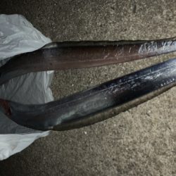 太刀魚釣りリベンジ！