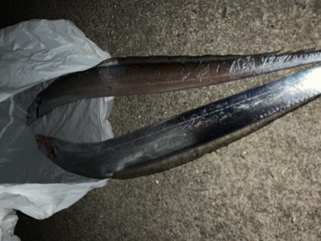 太刀魚釣りリベンジ！