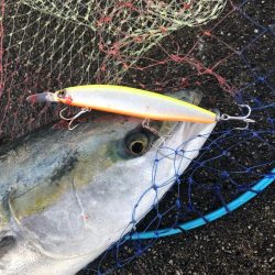 83㎝のブリとシーバス!