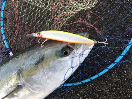 83㎝のブリとシーバス!